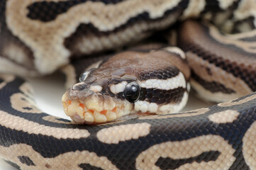 Ball python (Python regius) on a white background