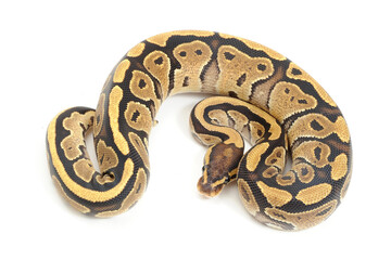 Naklejka premium Ball python (Python regius) on a white background