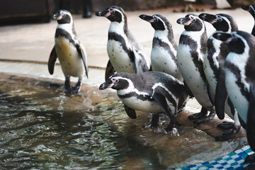 Naklejka premium African adorable penguin or Spheniscus demersus also known as the jackass penguin and black-footed penguin. which stay in African. 