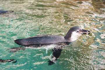 African adorable penguin or Spheniscus demersus also known as the jackass penguin and black-footed penguin. which stay in African.	
