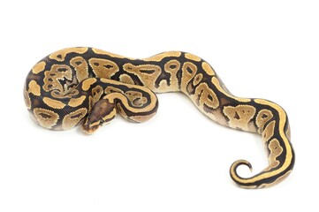 Ball python (Python regius) on a white background