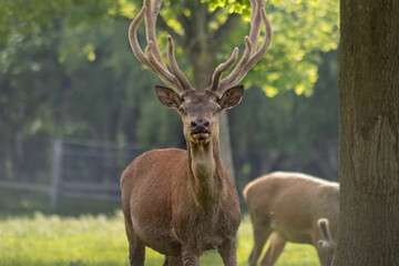 The king of the woods: European red deer (Cervus elaphus elaphus)