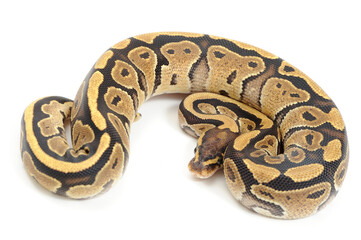 Ball python (Python regius) on a white background