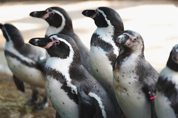 African adorable penguin or Spheniscus demersus also known as the jackass penguin and black-footed penguin. which stay in African.	
