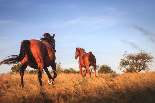 Horse on pasture. Two thoroughbred horses running on meadow. Animal outdoors