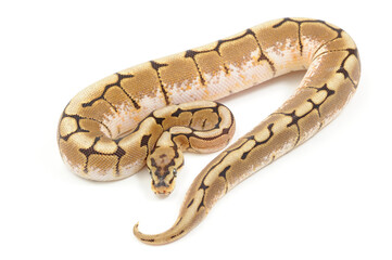 Obraz premium Ball python (Python regius) on a white background