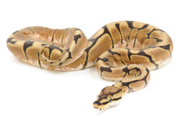 Obraz premium Ball python (Python regius) on a white background