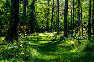 緑溢れる甲武信岳の登山道