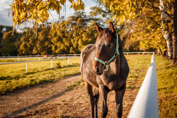 Foal in paddock. Thoroughbred horse standing on autumn pasture. Beautiful rural scenery with farm animal