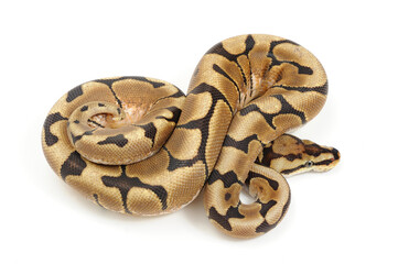 Ball python (Python regius) on a white background