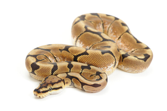 Ball python (Python regius) on a white background