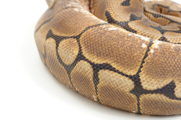 Ball python (Python regius) on a white background