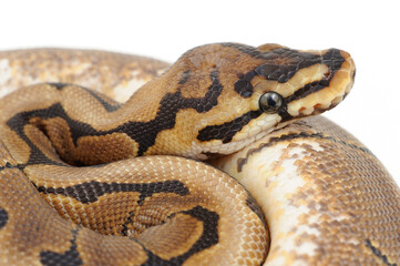 Ball python (Python regius) on a white background