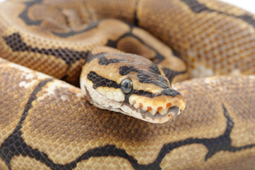 Ball python (Python regius) on a white background
