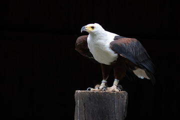 The fish eagle (Haliaeetus vocifer) looks very similar to the bald eagle