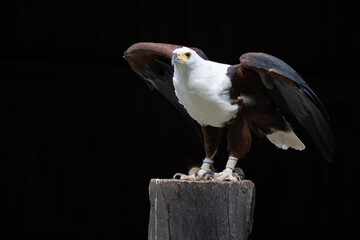The fish eagle (Haliaeetus vocifer) looks very similar to the bald eagle