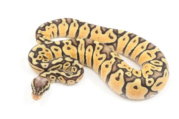 Ball python (Python regius) on a white background