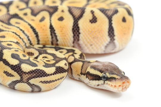 Ball python (Python regius) on a white background