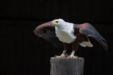 The fish eagle (Haliaeetus vocifer) looks very similar to the bald eagle