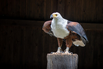 The fish eagle (Haliaeetus vocifer) looks very similar to the bald eagle