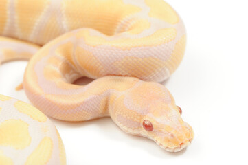 Fototapeta premium Ball python (Python regius) on a white background