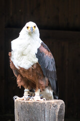 The fish eagle (Haliaeetus vocifer) looks very similar to the bald eagle
