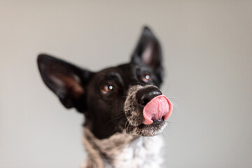 close up of dog's face, selective focus, it is licking its nose, with light background, happy pet concept.