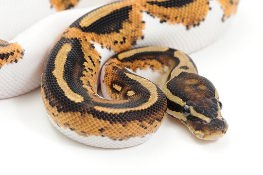 Ball python (Python regius) on a white background