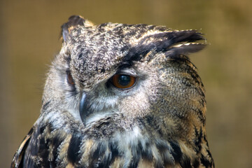 Eagle owls are the largest owls in the world.