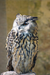 Eagle owls are the largest owls in the world.