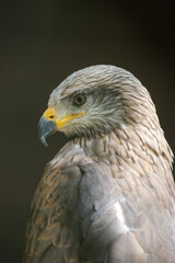 Black kites (Milvus migrans) are sociable and often form real ones.