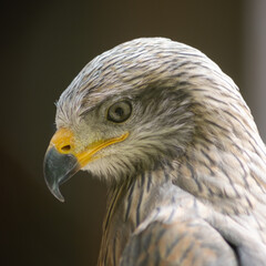 Black kites (Milvus migrans) are sociable and often form real ones."Sleeping communities".