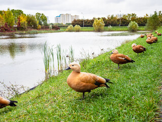 line of red ducks on bank of city pond in rain - obrazy, fototapety, plakaty
