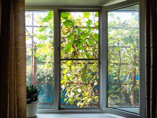 view of vineyard outside open window in autumn - obrazy, fototapety, plakaty