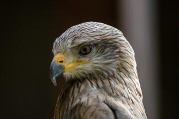 Black kites (Milvus migrans) are sociable and often form real ones.