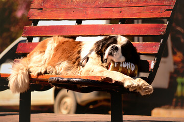 saint bernard dog resting on plaza bench with liquor bottle