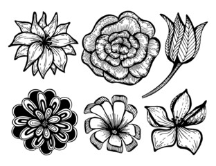 Set of buds of garden flowers line art. Vector botanical illustration. Rose, chrysanthemum, tulip, daisy. Black and white graphics. Isolated elements. Natural plant.
