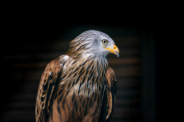 The thrust (tail) of the red kite (Milvus milvus) is clearly forked, hence the name 