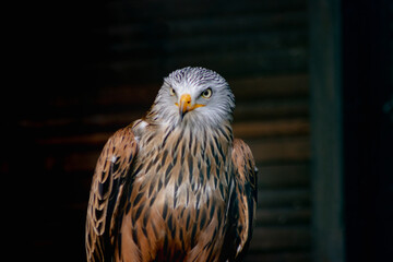 The thrust (tail) of the red kite (Milvus milvus) is clearly forked, hence the name 
