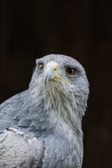 Cordillary eagle (blue buzzard or aguja) (Geranoaëtus melanoleucus)..The South American bird of prey, like all hawks (buzzards and eagles), belongs to the griffin group.