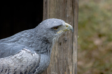 Cordillary eagle (blue buzzard or aguja) (Geranoaëtus melanoleucus)..The South American bird of prey, like all hawks (buzzards and eagles), belongs to the griffin group.