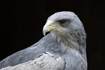 Cordillary eagle (blue buzzard or aguja) (Geranoaëtus melanoleucus)..The South American bird of prey, like all hawks (buzzards and eagles), belongs to the griffin group.