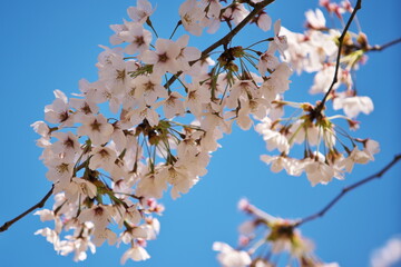 桜と青空