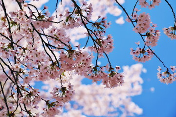 青空を覆う桜の花