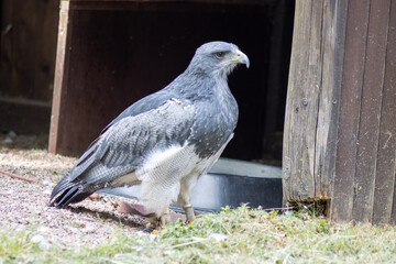 Cordillary eagle (blue buzzard or aguja) (Geranoaëtus melanoleucus)..The South American bird of prey, like all hawks (buzzards and eagles), belongs to the griffin group.