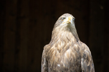 .Portrait of a steppe eagle (Aquila nipalensis)