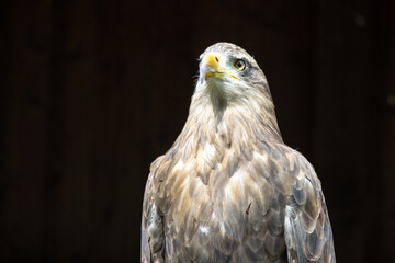 .Portrait of a steppe eagle (Aquila nipalensis)