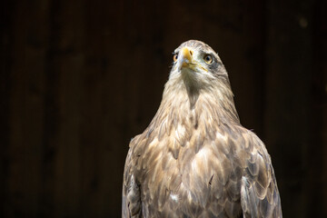 .Portrait of a steppe eagle (Aquila nipalensis)