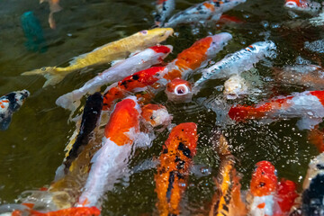 KOI fish in the dark pool. Many of koi fish are swimming in the dark background.