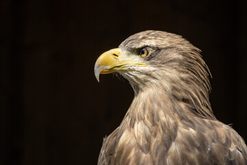 .Portrait of a steppe eagle (Aquila nipalensis)